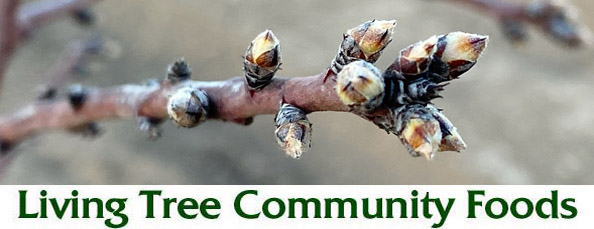 Almond Bud Newsletter Header