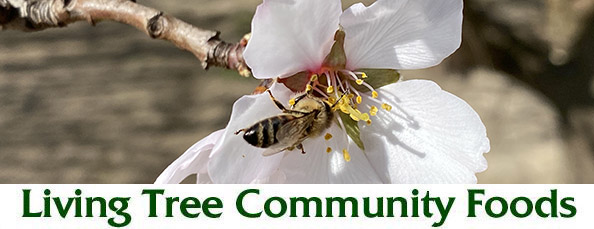 Bee Blossom Newsletter Header