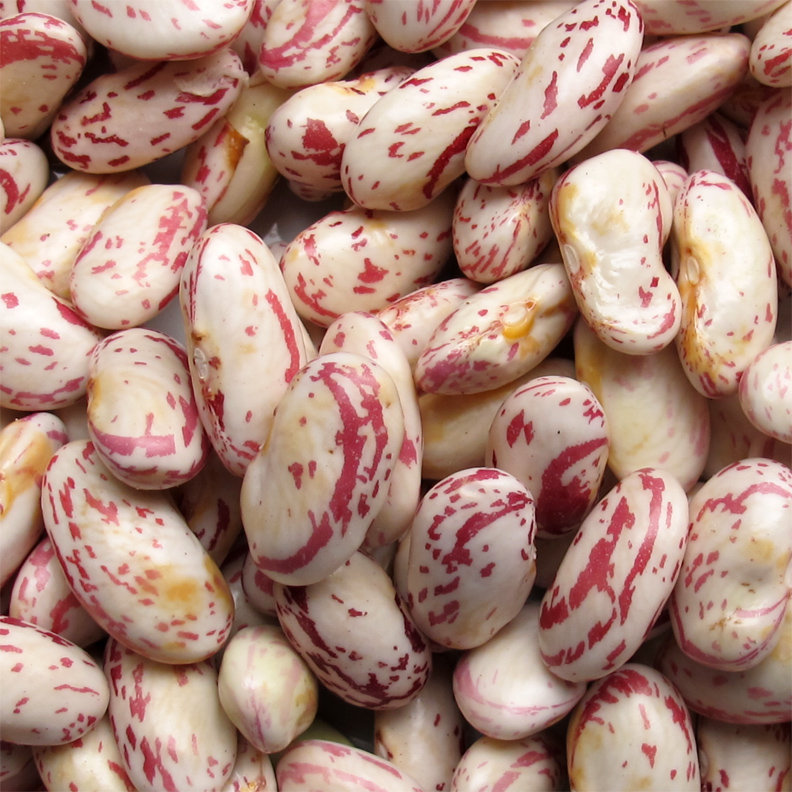 Cranberry Beans Organic Living Tree Community Foods