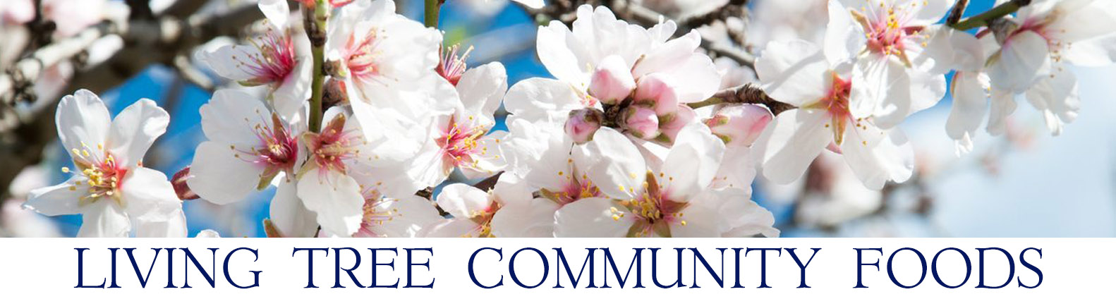 Almond Blossom Newsletter Header