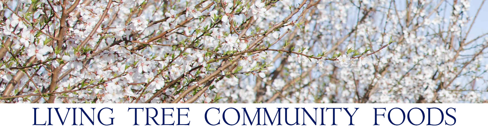 Almond Blossom Newsletter Header