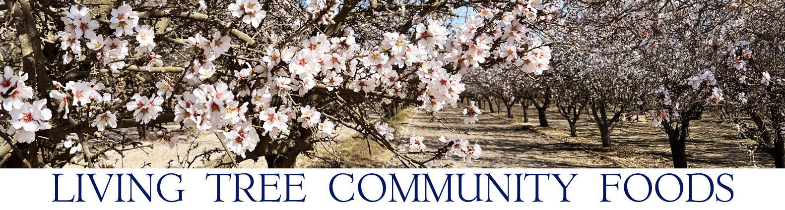 Almond Blossom Field Newsletter Header