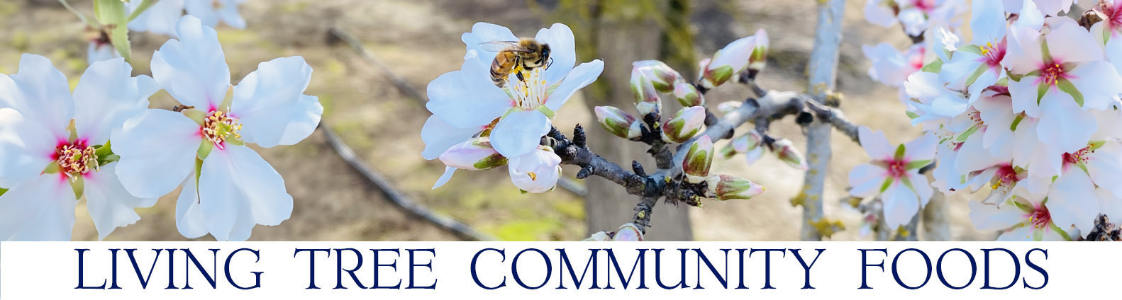 Almond Blossom Newsletter Header