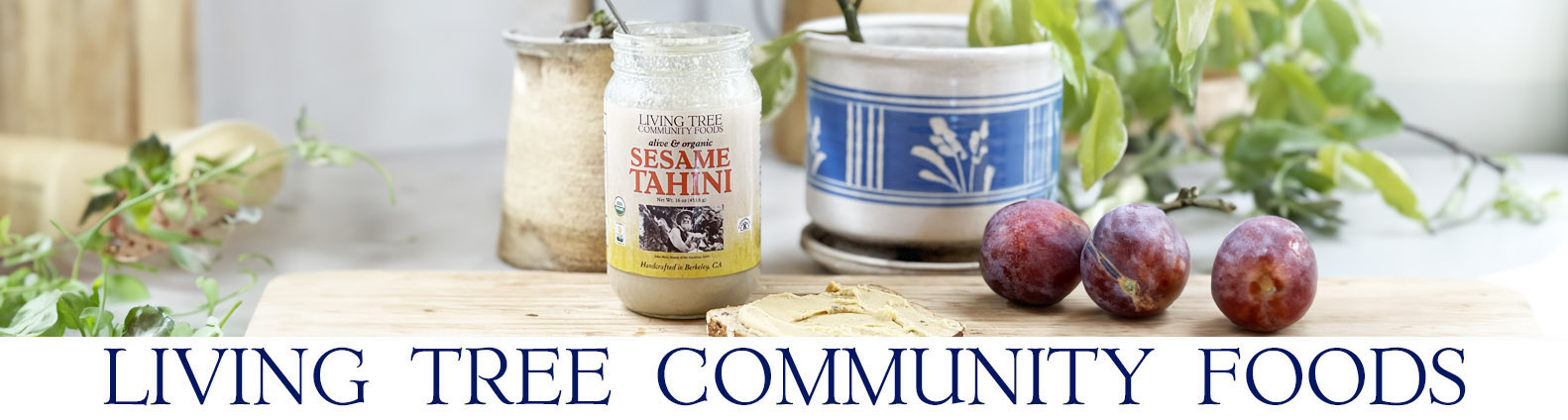 Sesame Tahini Newsletter Header