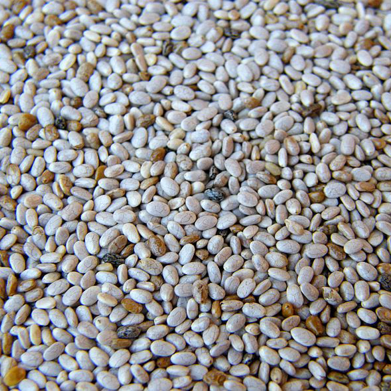 White Chia Seeds Alive & Organic Living Tree Community Foods