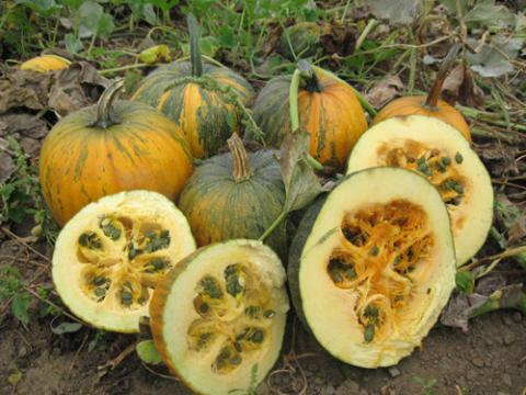 Our Oregon Grown Pumpkin Seeds